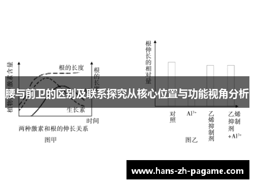 腰与前卫的区别及联系探究从核心位置与功能视角分析